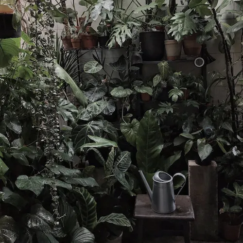 A photo of potted indoor and tropical plants in an airwell.
